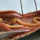 Porocephalus crotali, one of the pentastomes featured in this study, in a dissected snake. Credit: Rataj, A. V., et al.